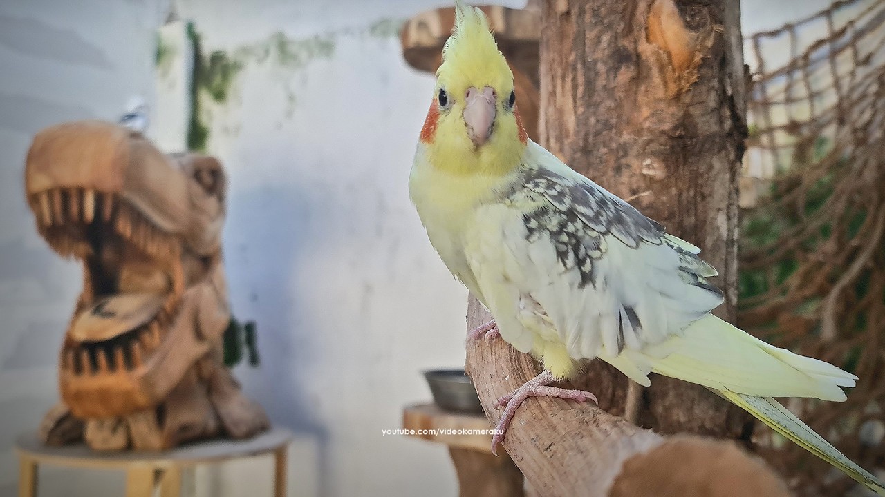 Cockatiel Gang: February 2025 - Part 3