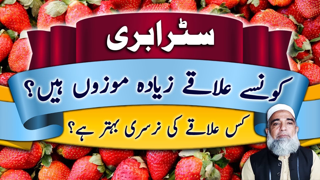 Best suitable areas for Strawberry cultivation | Crop Reformer