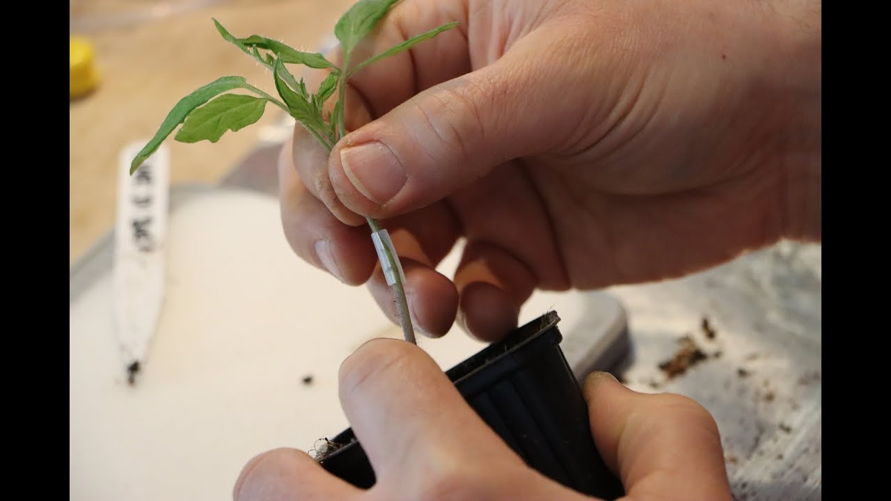 Grafting tomatoes (part 4) | How to graft tomatoes