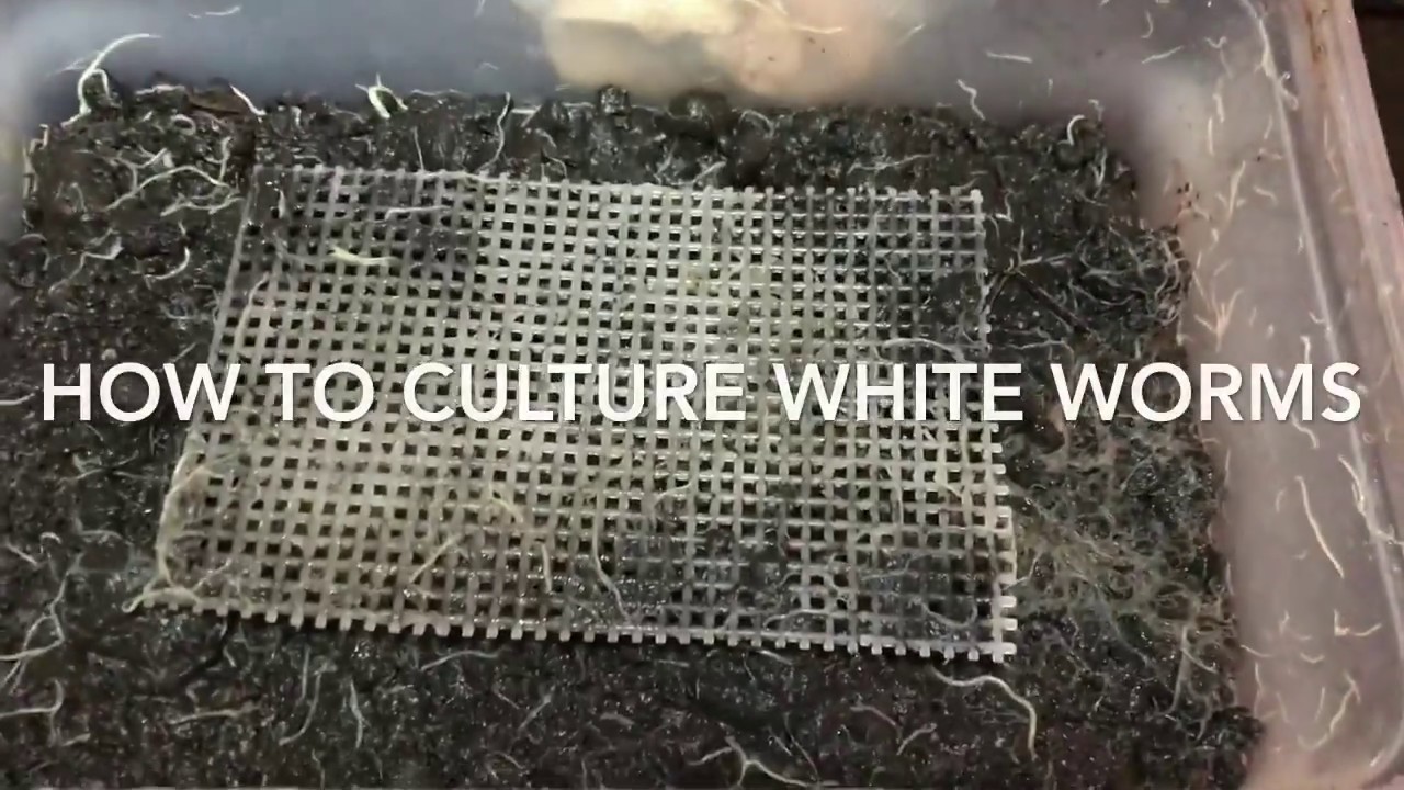 How To Culture White worms