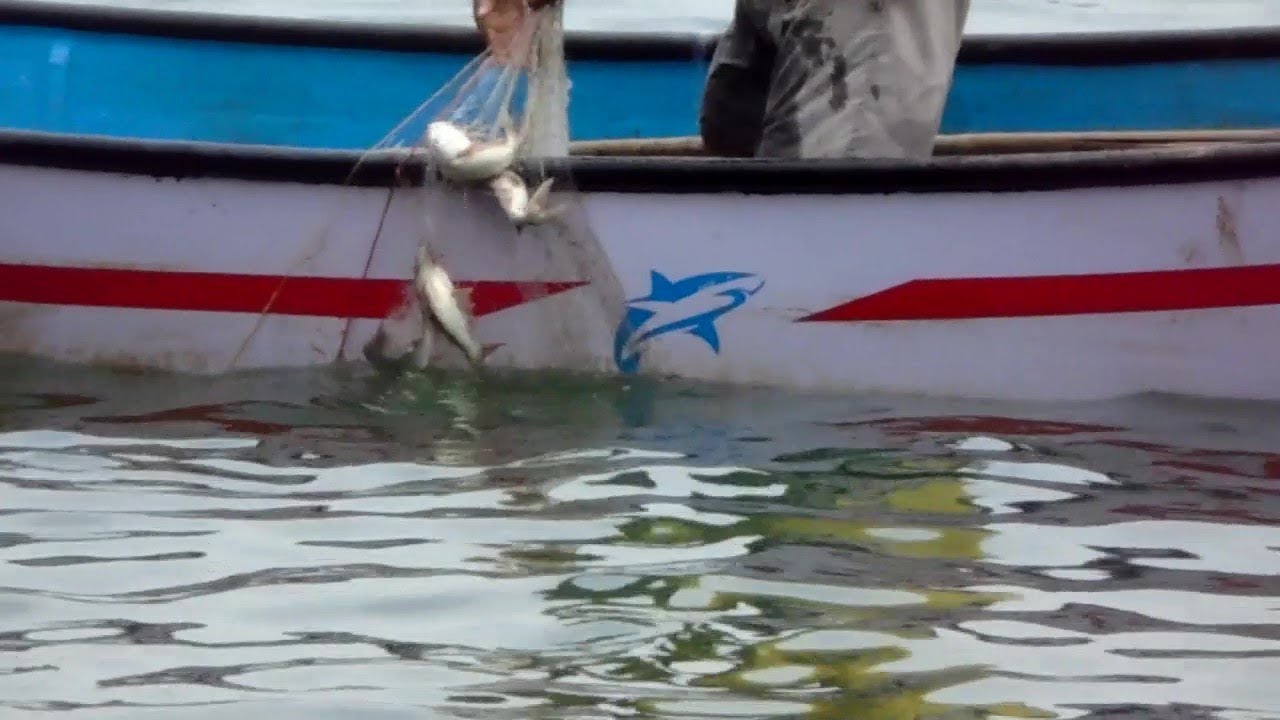 Net fishing in Goa India.CATFISH