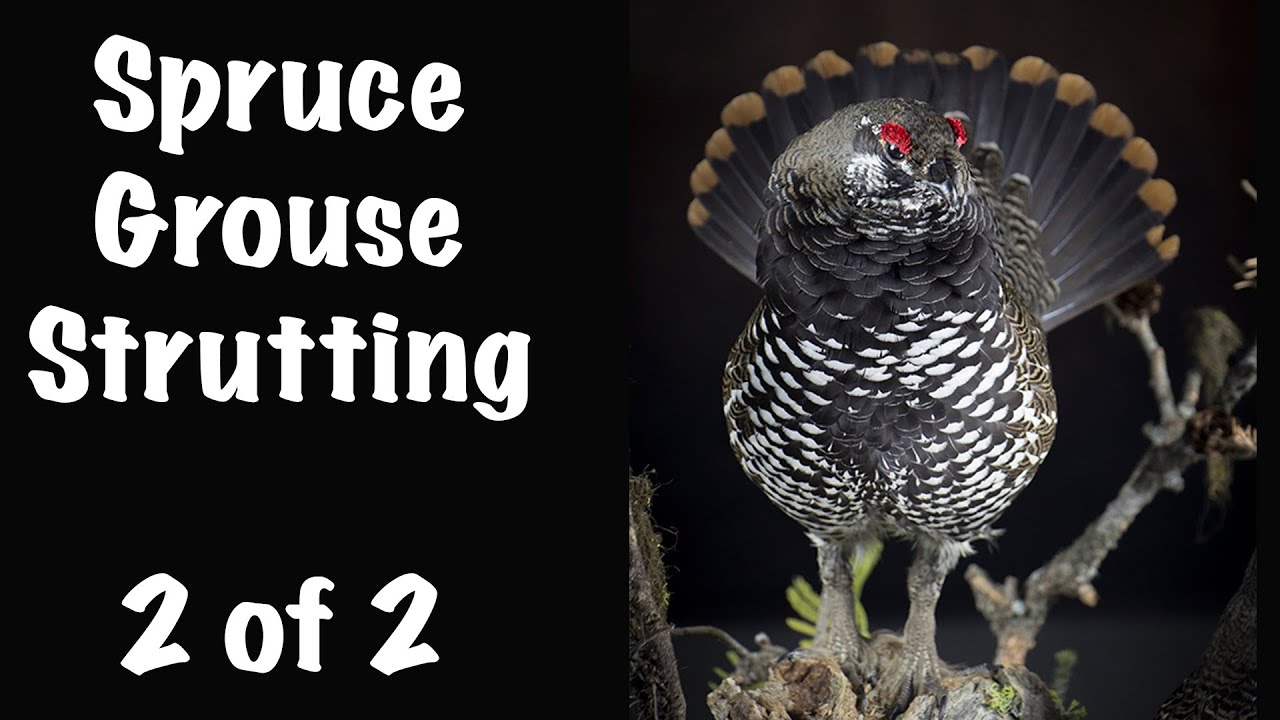 Spruce Grouse Strutting, Part 2 of 2... Art of Taxidermy