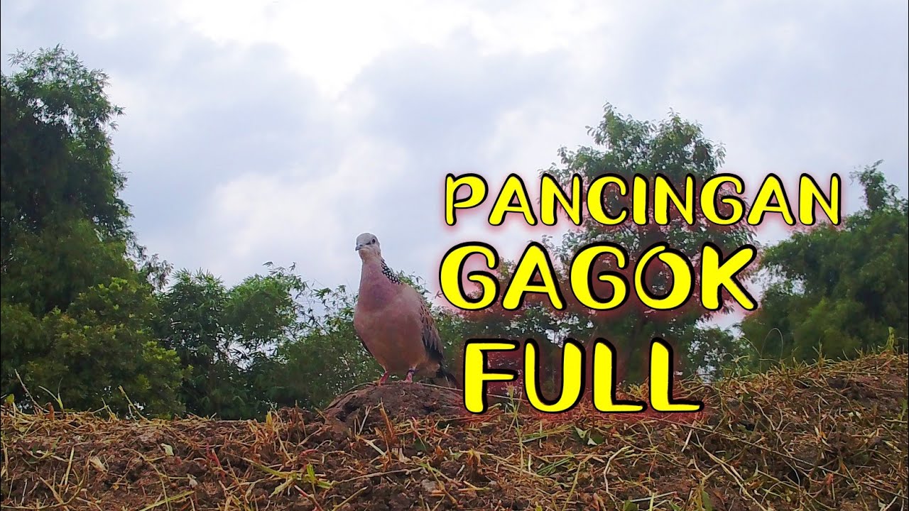 Pancingan Gagok Full