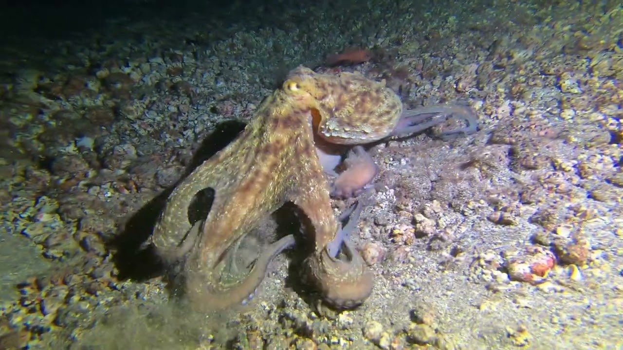 buceo nocturno en Tenerife Radazul / night diving in Tenerife