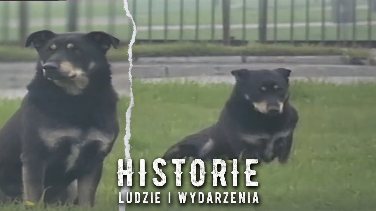 Dżok - kr&oacute;tka historia o psiej wierności | HISTORIE
