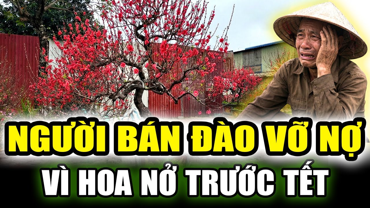 NGƯỜI BÁN ĐÀO VỠ NỢ VÌ THỜI TIẾT, ĐÀO NỞ BUNG BÉT TRƯỚC TẾT NGUYÊN ĐÁN
