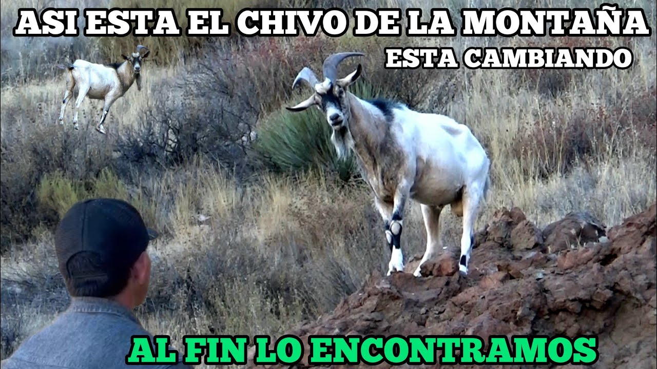 El Chivo De La Montaña Tomando Agua 💧 Lo Encontramos Después De Una Gran Búsqueda