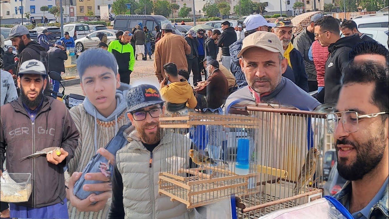 سوق الطيور الأحد 2025/2/2🇲🇦 بمدينة أكادير طيور الحسون الهجين الدجاج الحمام الخير موجود