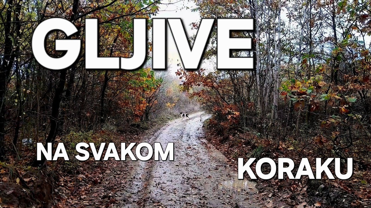 Gljive na svakom koraku