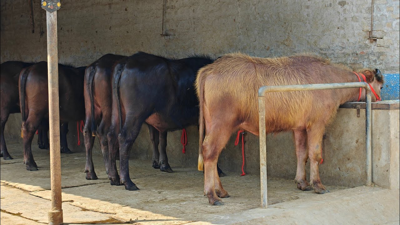 6 ਝੋਟੀਆਂ ਅਤੇ 1 ਵਹਿੜ ਵਿਕਾਊ, 7 Animals for sale 