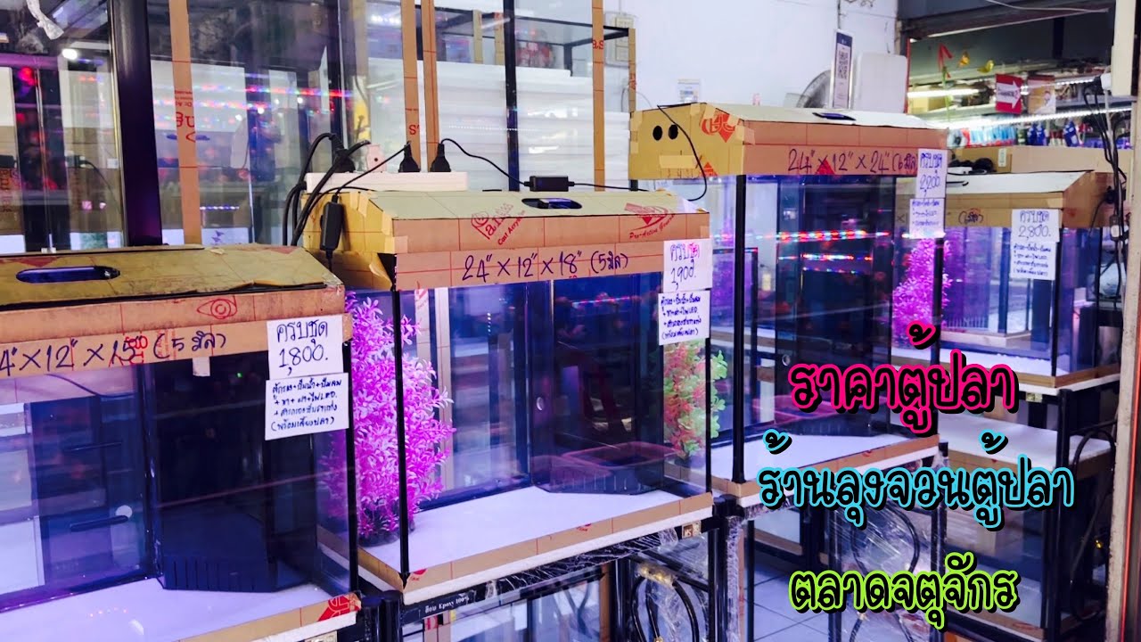 Zing’s Day l อัปเดต…ราคาตู้ปลาทุกขนาด ร้านลุงจวนตู้ปลาตลาดจตุจักร