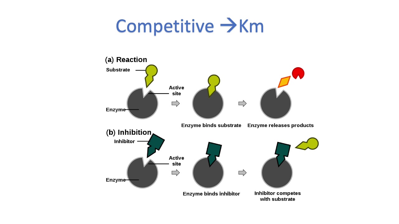 USMLE ШАГ 1: Кинетика ферментов + практические вопросы