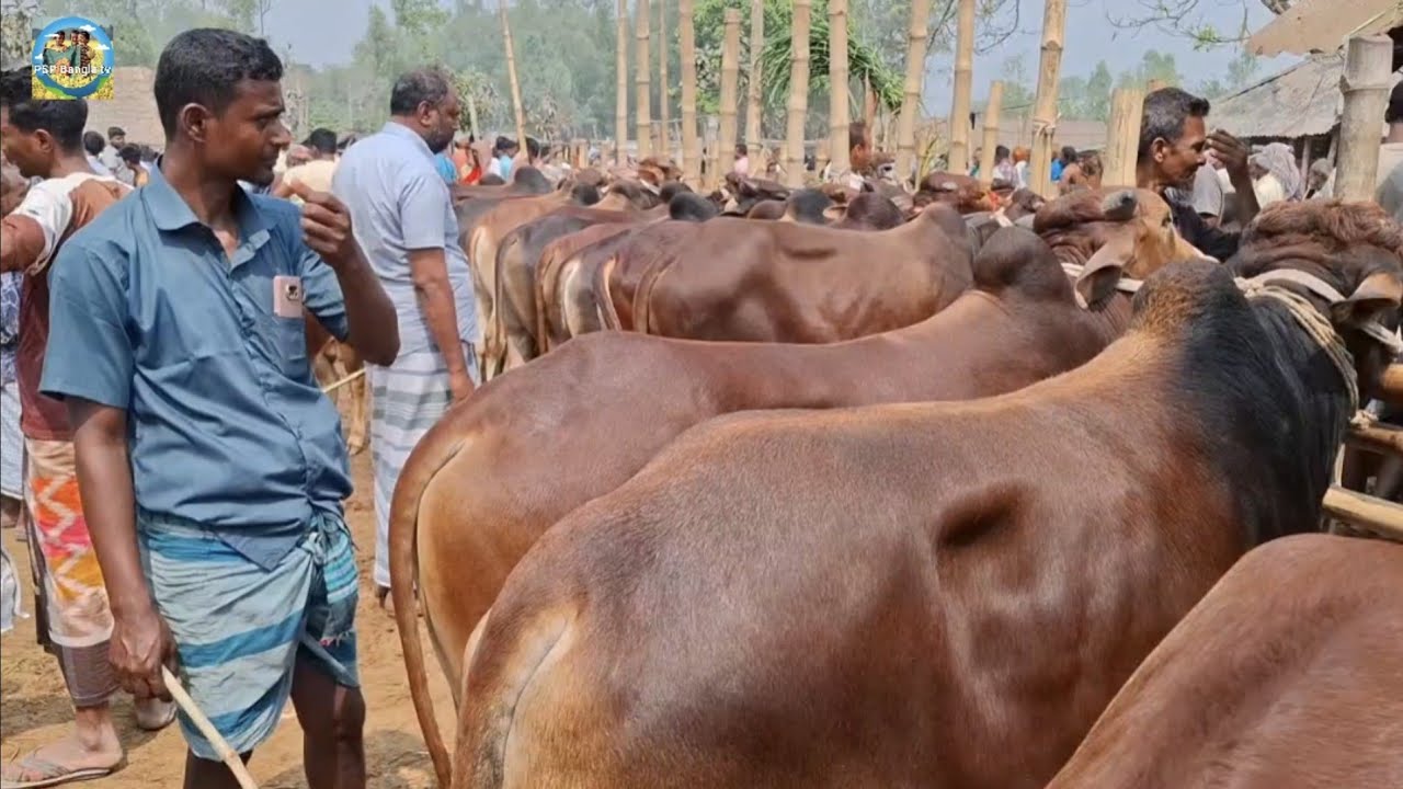 @ 12/3/2026|| খামার উপযোগী কুরবানির দেশাল জাতের দাঁতালো ষাঁড় গরুর দাম আমবাড়ী হাটে||