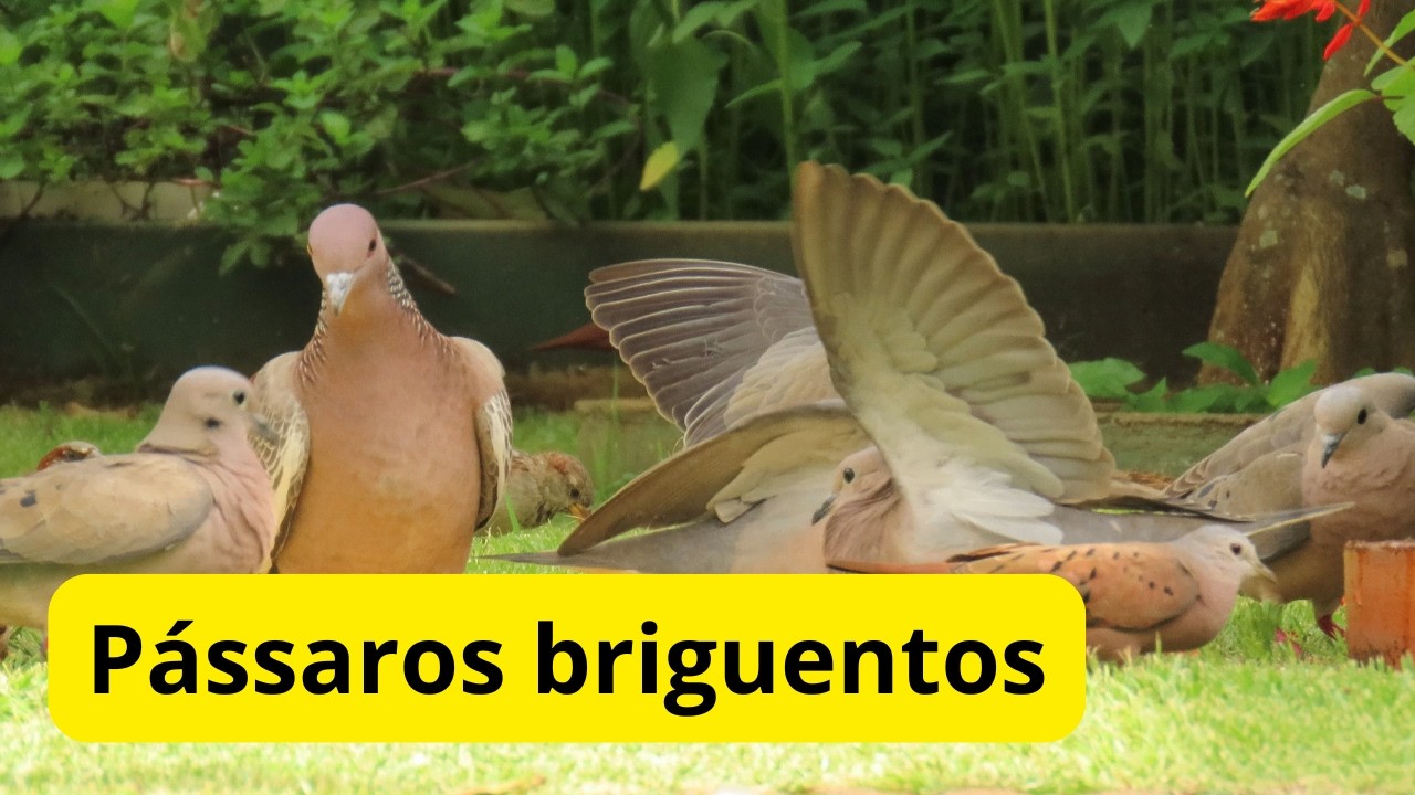 A briga dos pássaros