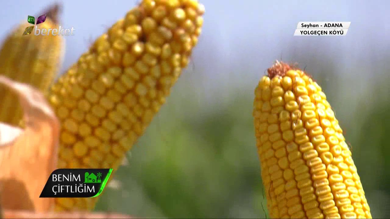 DEKALB Adana DEKALB Teknoloji Merkezi Benim Çiftliğim Programı