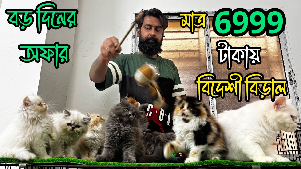 Best Quality Persian Cat Kennel in Kolkata 😳🔥| Low Price Persian Cat in Kolkata | Persian Kitten