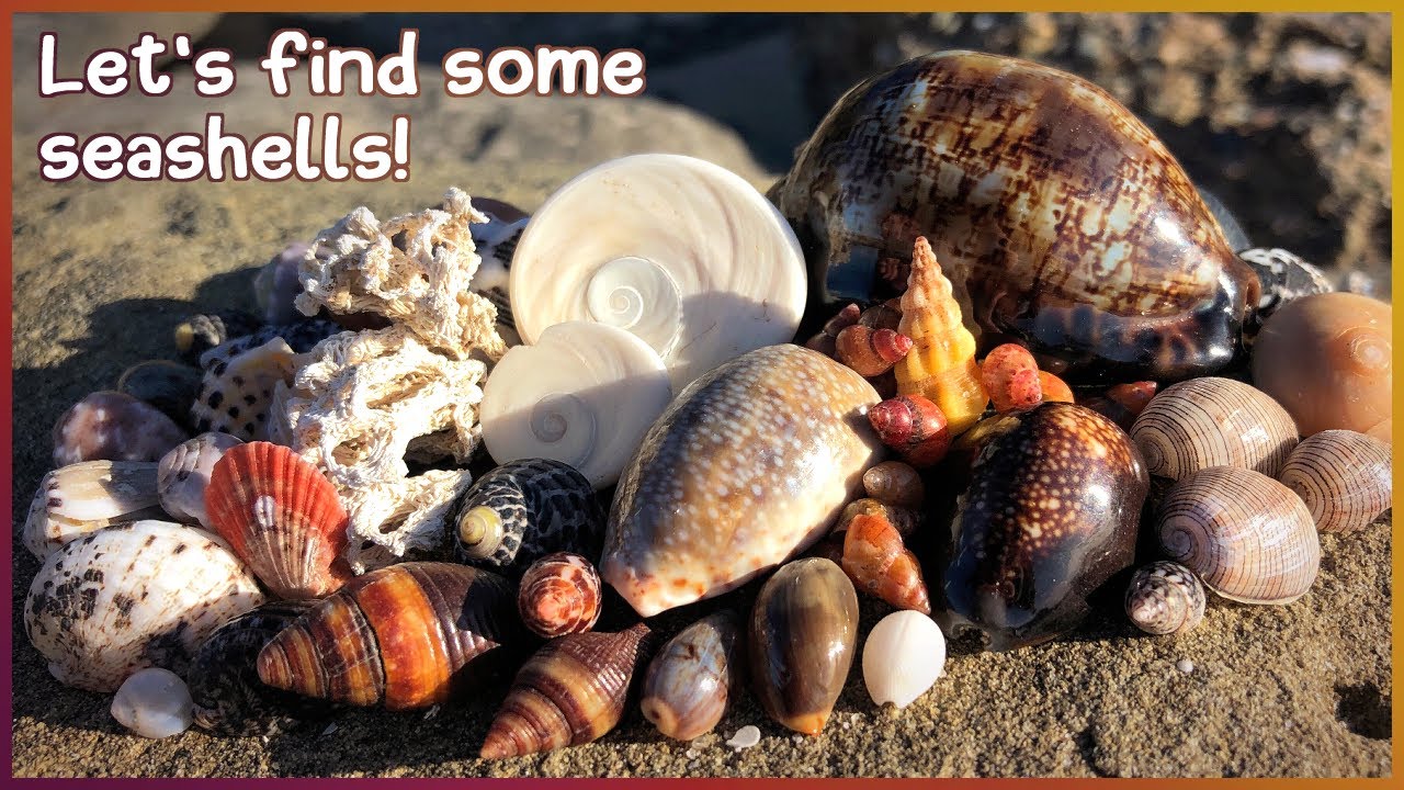 Finding Seashells at Low Tide | A Variety of Shells [Virtual Shelling]