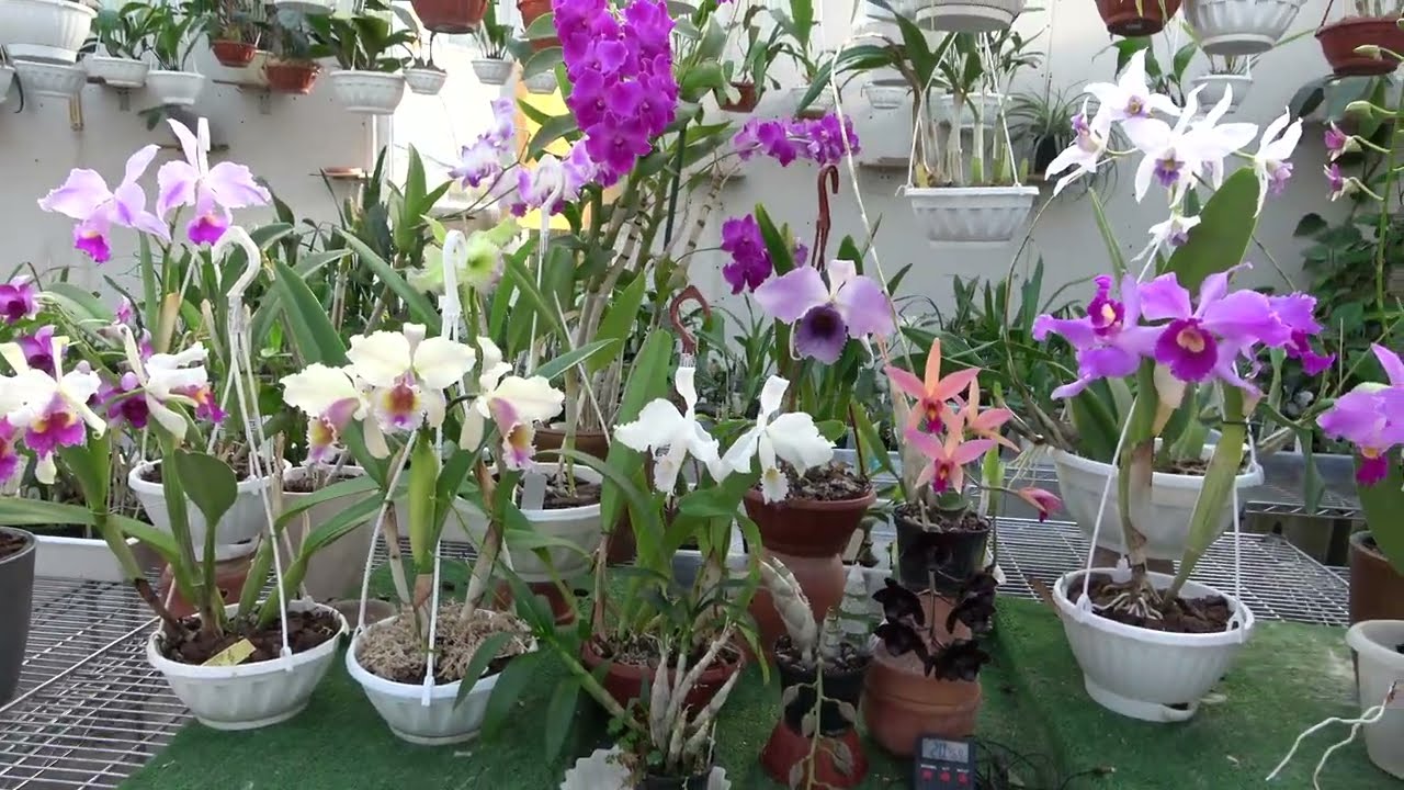 Цветение Январь 2025