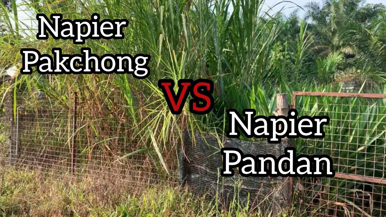 Mana Yang Lebih Baik?  Napier Pandan Atau pakchong??