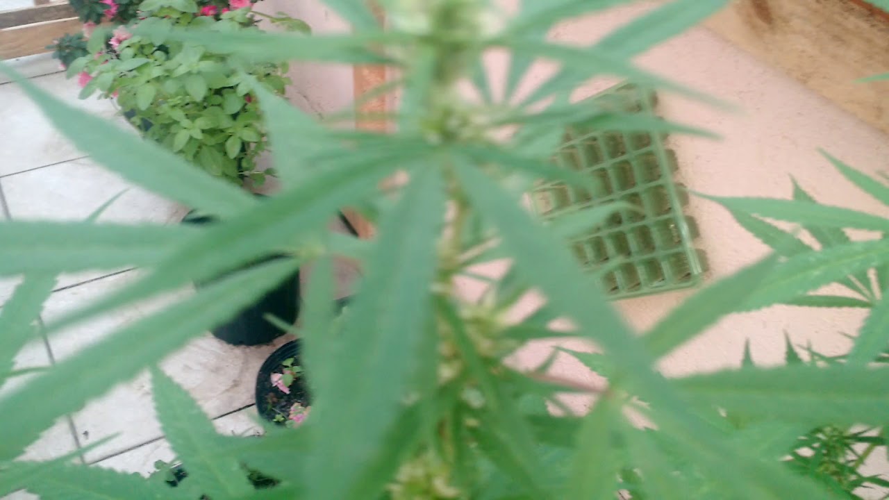 Primeiro cultivo.