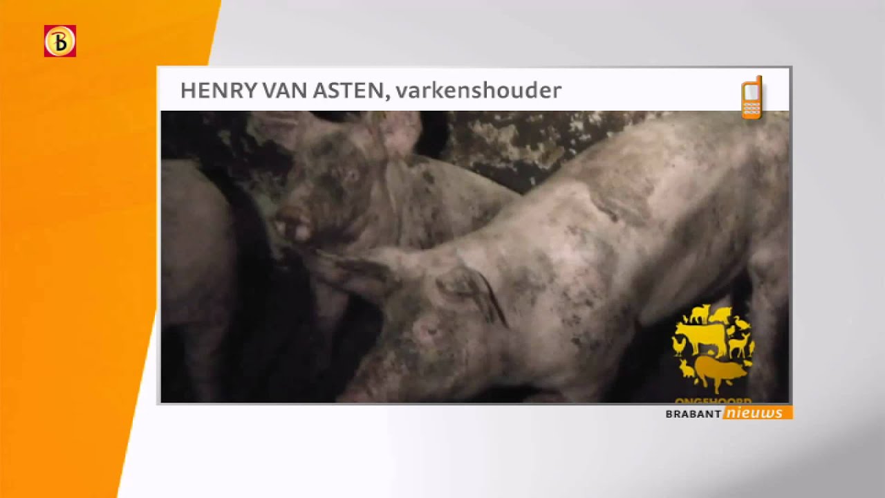 Brabantse varkensboeren boos om filmpjes actiegroep Ongehoord
