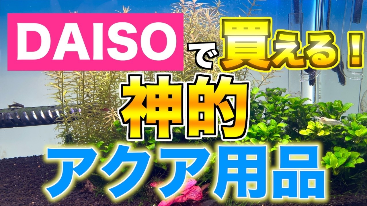 DAISOで買える！神的アクアリウム用品達をご紹介！