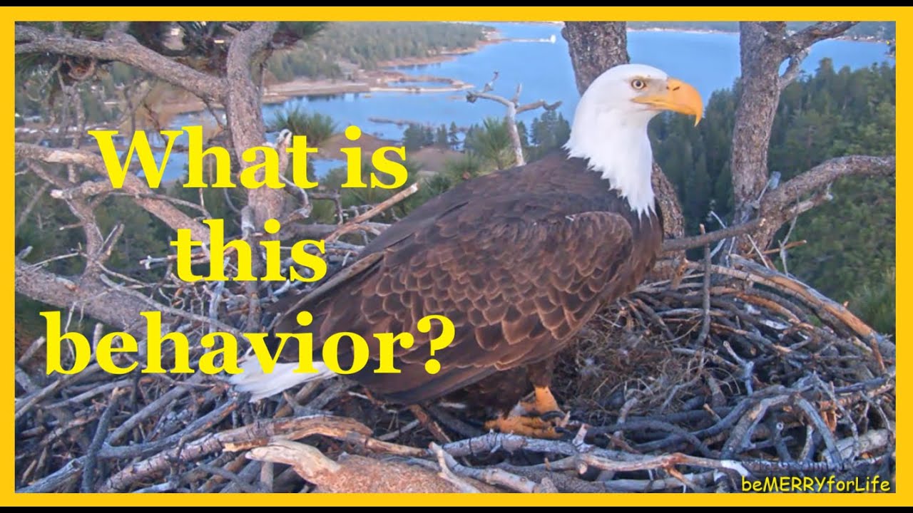 🐥🐥FOBBV What is this behavior Jackie & Shadow on Their Nest 2 4 2026🐥🐥💥