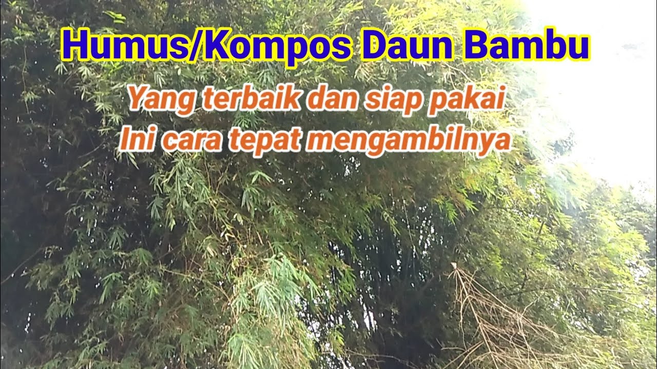 Cara mengambil bagian kompos atau humus daun bambu siap pakai