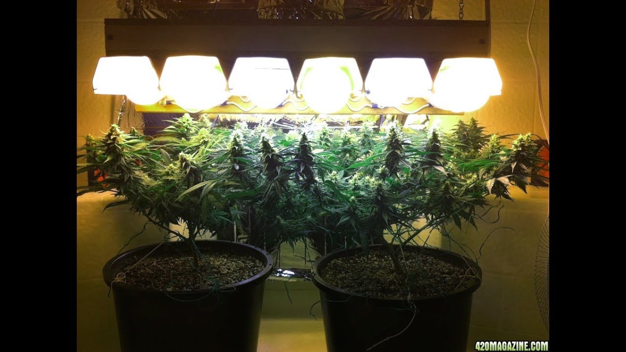 Medical Marijuana CFL GROW