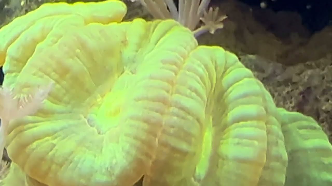 Corales. / hongos, xenias, zoas,blastomusa, frogspawn, candy,arbol kenya, green star polips