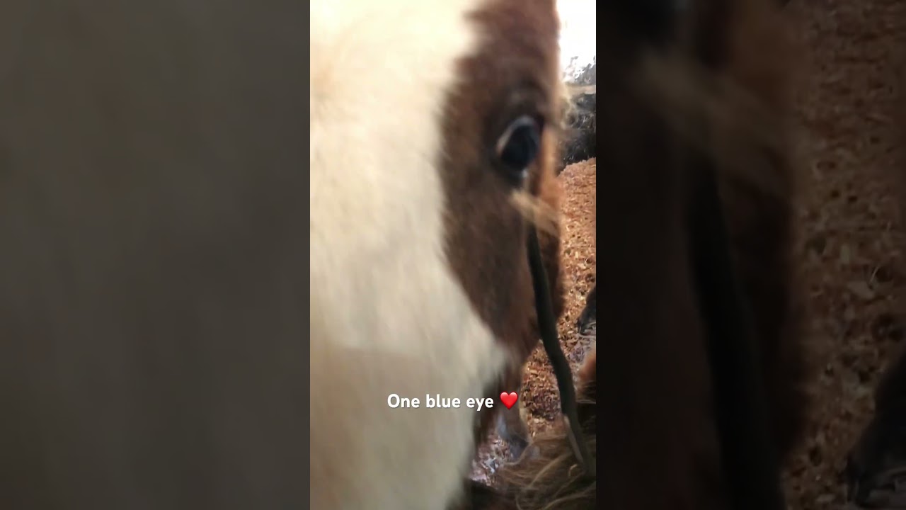 From 2019 - babies Goran and Pagan. Goran shares his food with Nimbus these days 