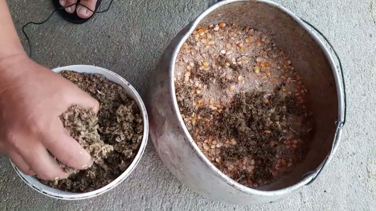 Alimentação para Galinhas  de Capoeira produzir ovos e ganhar peso rápido.