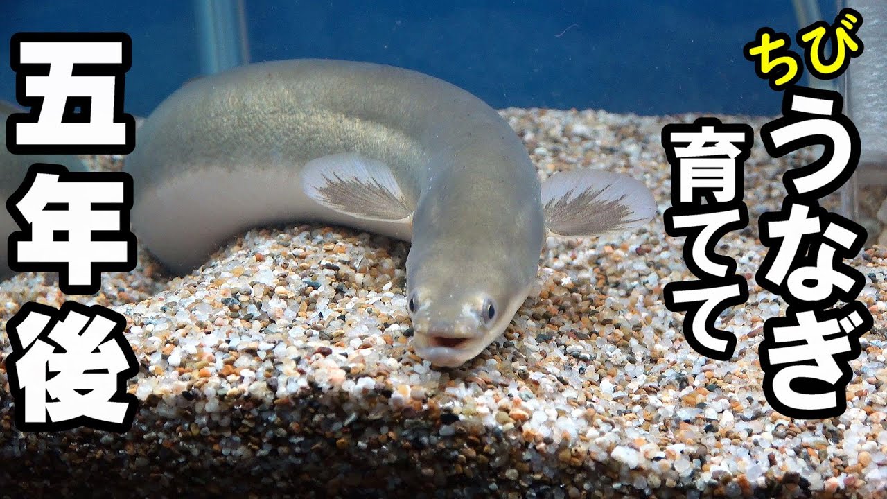 うなぎ、なつくとこうなる！【育てて５年後】【うなぎ水槽90㎝】飼育方法、メンテナンス　＃ウナギ
