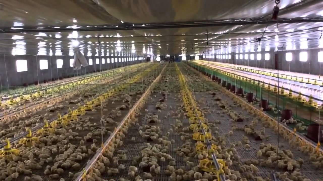 Philwide Broiler Farm, Goldenbarn Project, San Miguel Bulacan, Philippines