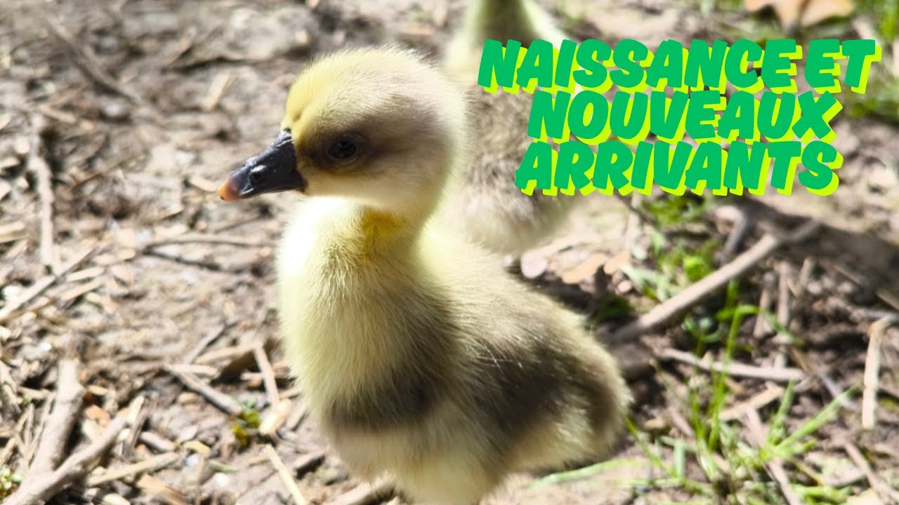 NOUVELLE DE L'ÉLEVAGE !!!!! + nouveaux arrivants