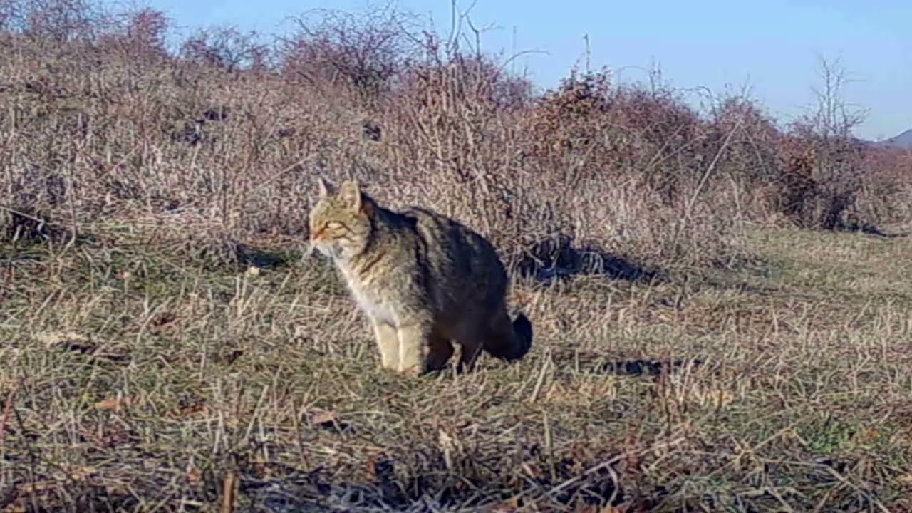 Vadmacska (Vadkamera-B&ouml;rzs&ouml;ny)