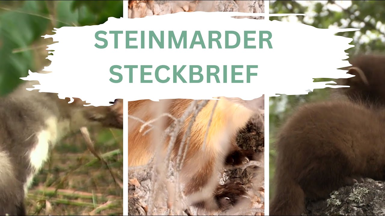 Steinmarder Steckbrief - Alter, Gewicht, Gr&ouml;&szlig;e & mehr