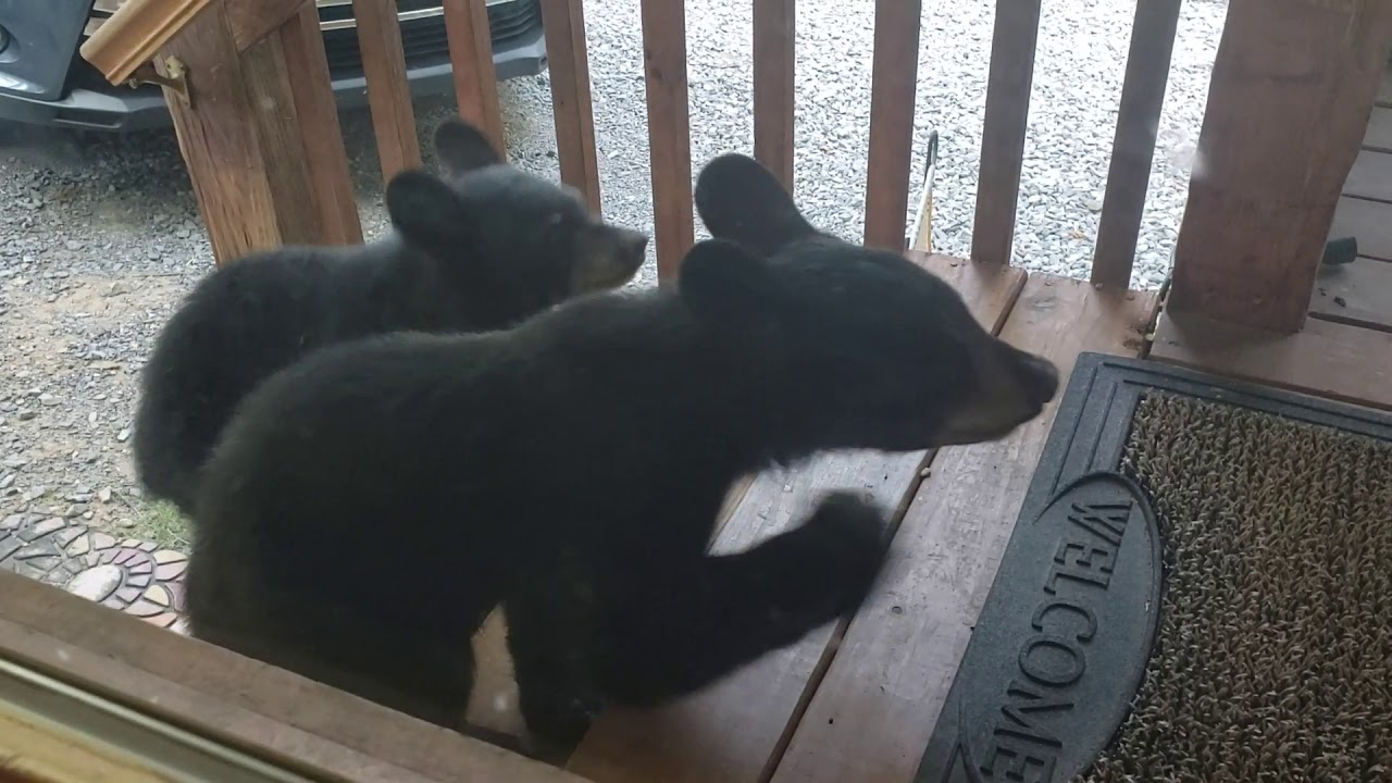 August 2019 Bears 3