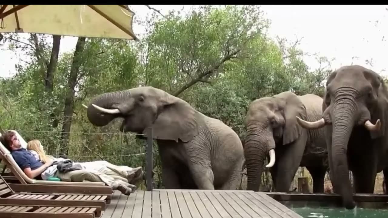 Incontri con animali selvatici in citt&agrave; ripresi dalle telecamere