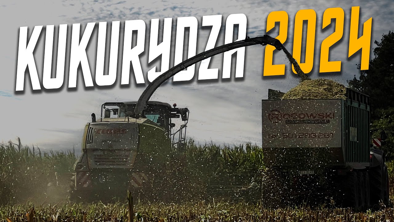 Kukurydza na kiszonke 2024 | GR Karwowski | Rogowski Maszyny Rolnicze
