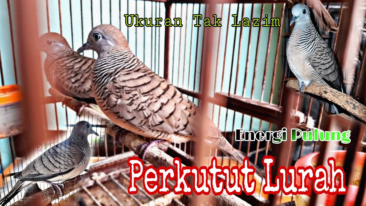 'Perkutut Katuranggan Lurah' || Tidak Mudah Ditangkap || Misteri Kekuatan Daya Ghaib