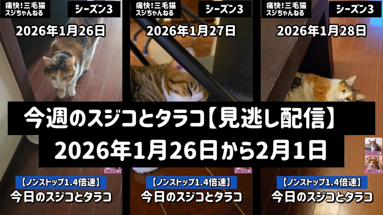#210. 痛快三毛猫スジちゃんねる【シーズン3】今週のスジコとタラコ（見逃し配信）2026.1.26～2026.2.1😻