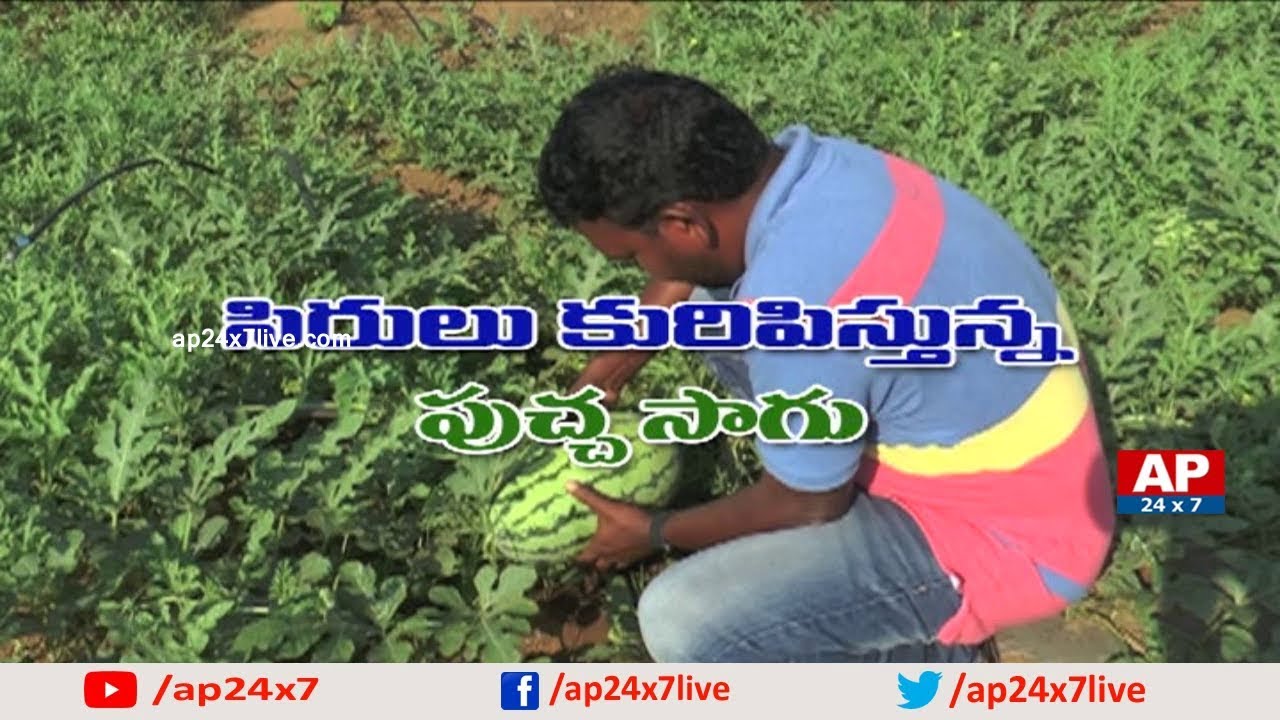 Young Engineer Get Best Results in Water Melon Cultivation with Technology | Rythu Ratham | AP24x7