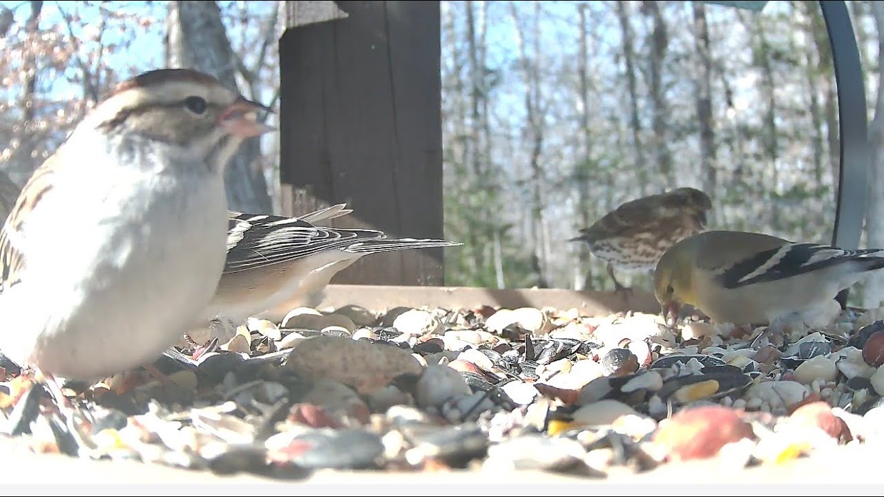** Birds on the Bluff Live Stream Bird Camera **  1/30/2026