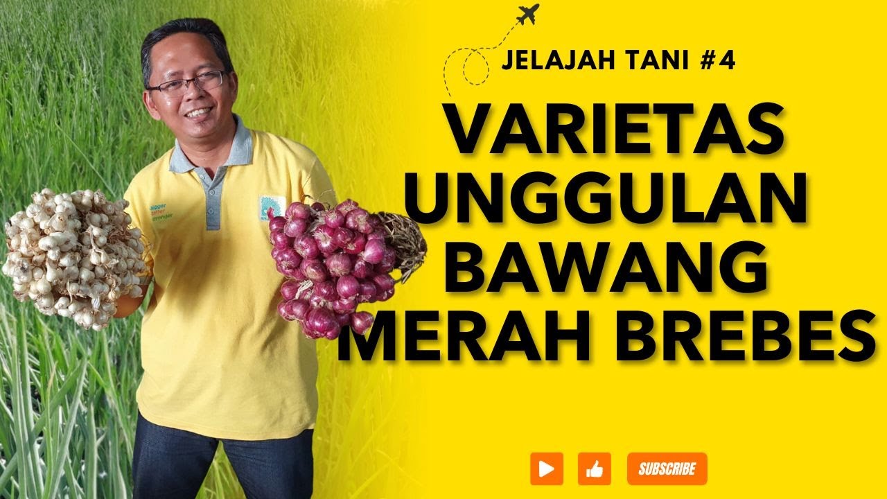 #JelajahTani Eps 4: Inilah Varietas Unggulan Bawang Merah Brebes