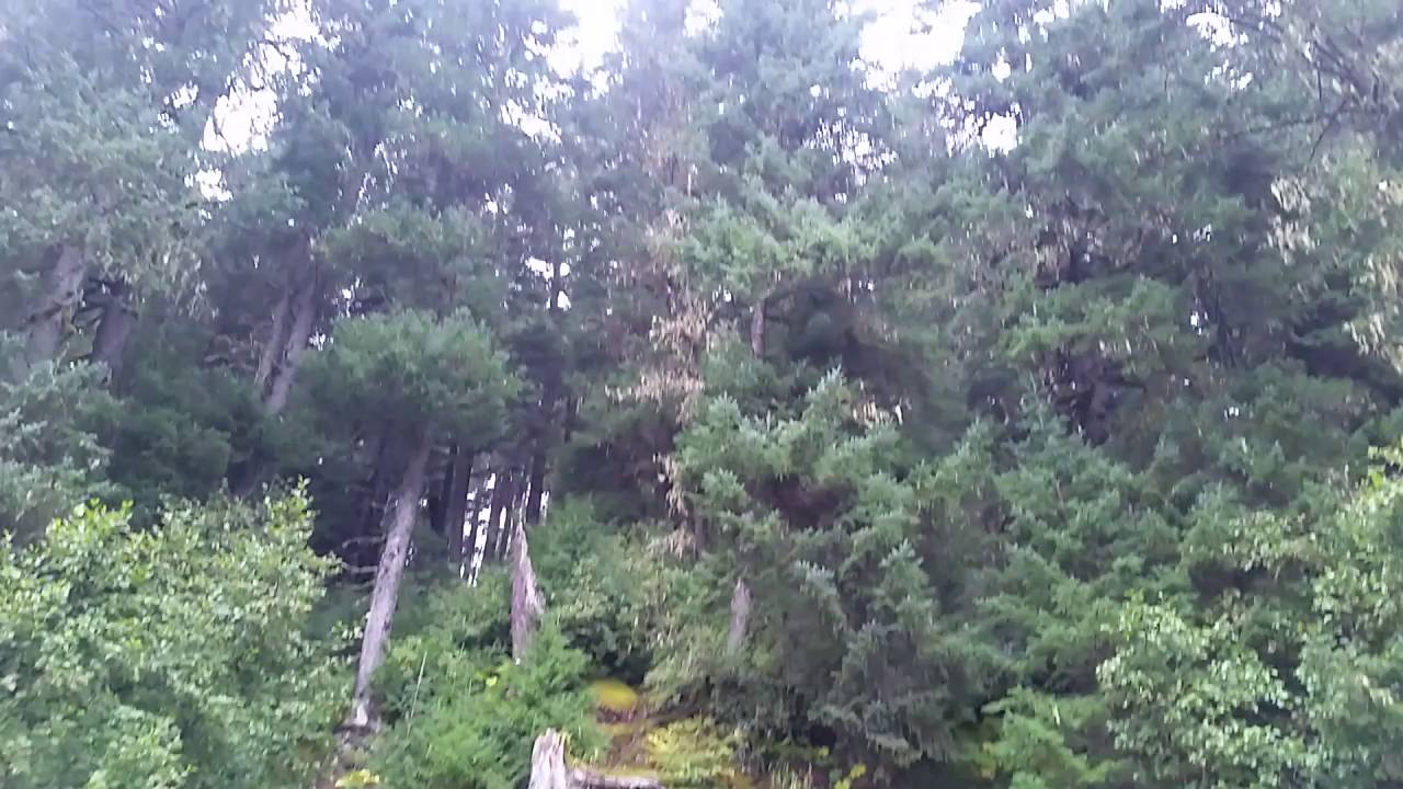 My Seward Alaska hostel cabin.  It's all I need.