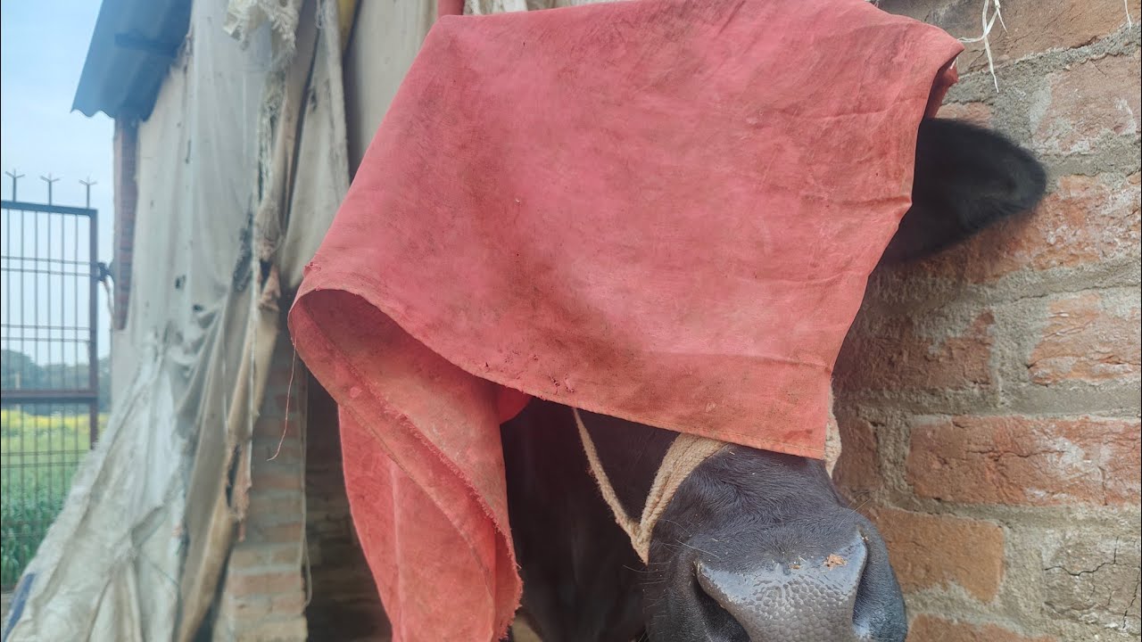 गाय साडी वाली क्यों राखी है इसका कारण क्या है इसको बताओ हमसे🤣