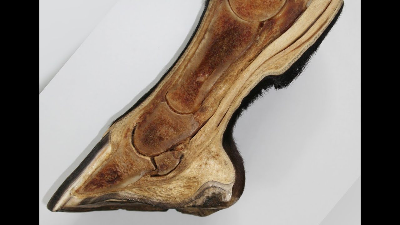 Hufrehe bei Pferden: Wie Sie Laminitis vorbeugen können und welche Therapien es für Rehepferde gibt