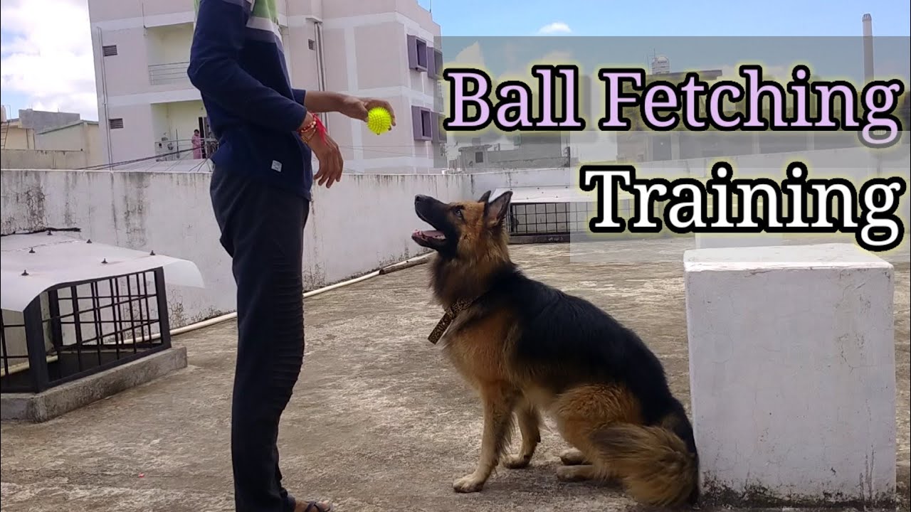 How to train your dog to fetch the ball. German shepherd dog training. German shepherd tricks.