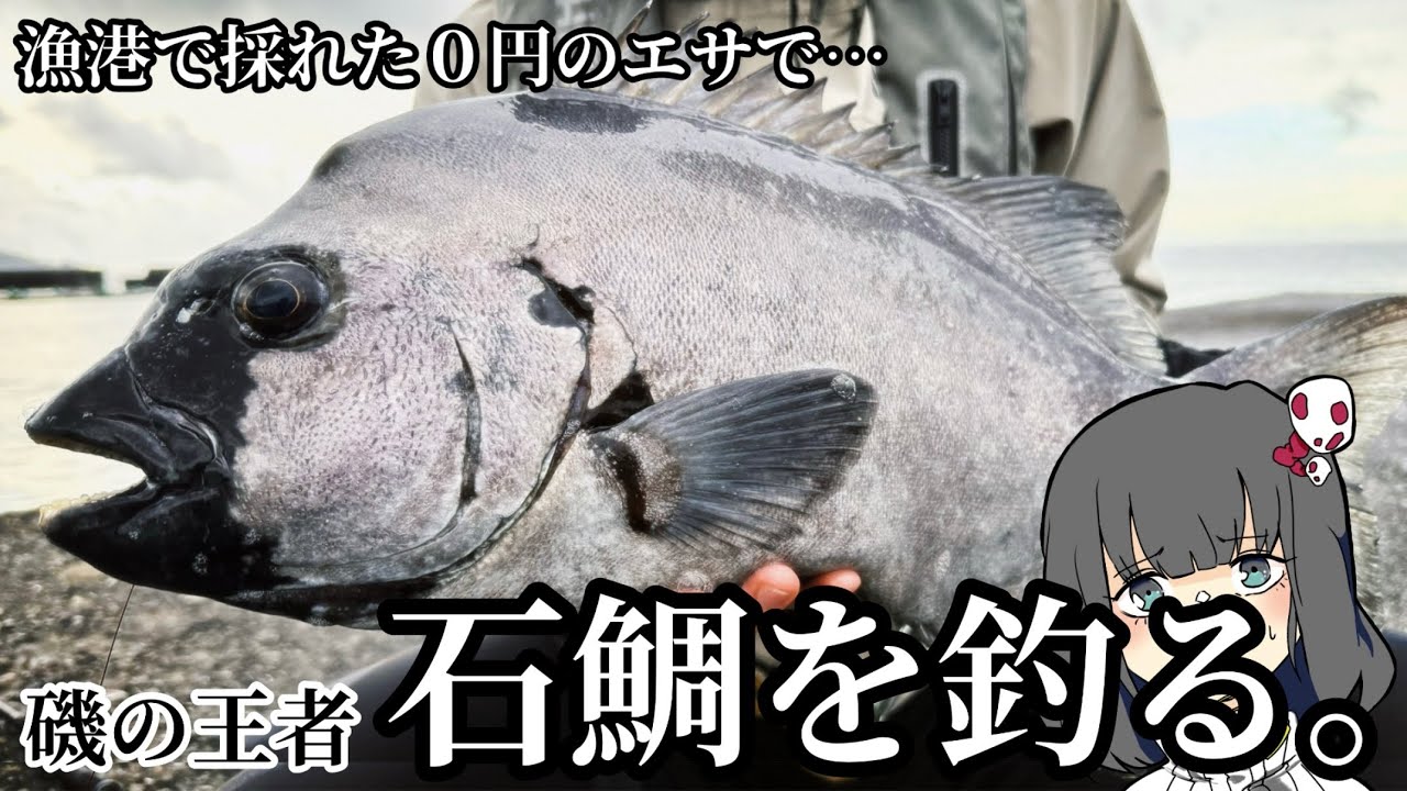 堤防から白銀のイシダイがきちゃ！！！